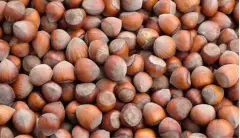 Fındık Üreticisi İsyanda: Ferrero 300 TL'ye Kapıyor, Tüccar 280'de Sıkıştı!